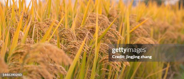 Early Rice Field 2,042 Rice Harvest Festival Stock Photos, High-Res Pictures, and Images ...