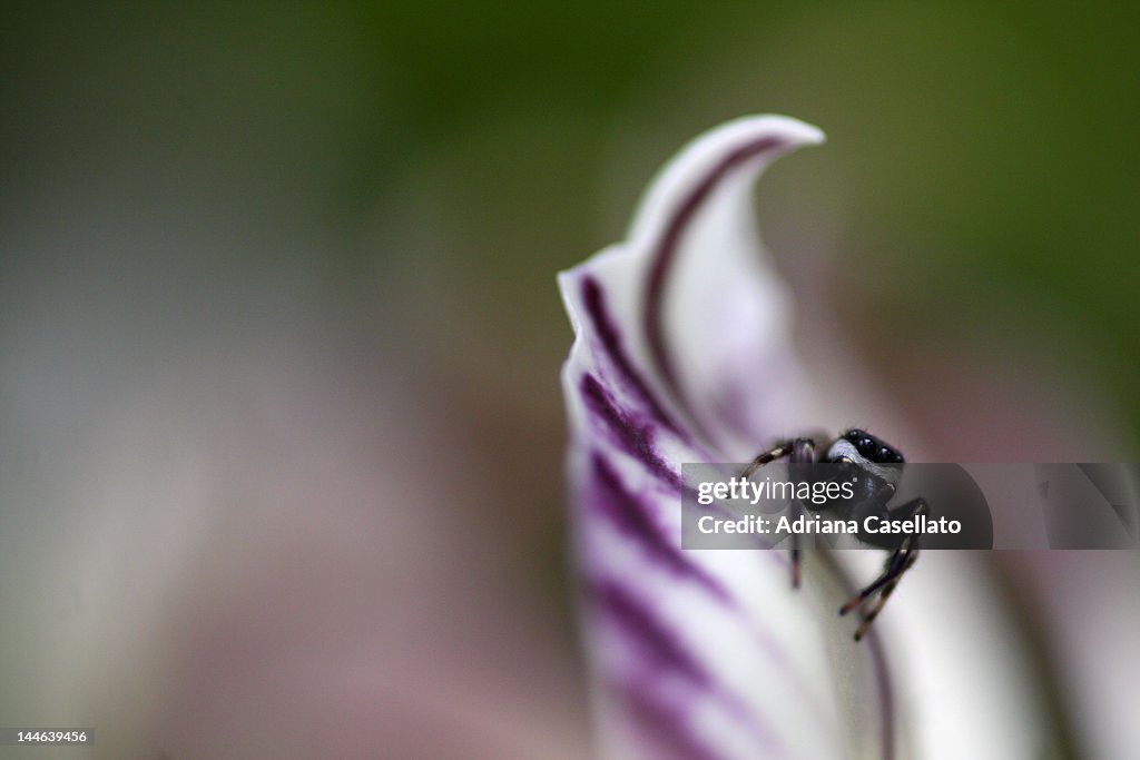 Insect on flower leave