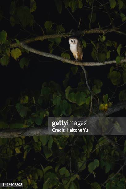 barn owl (tyto alba) at night - gufo foto e immagini stock