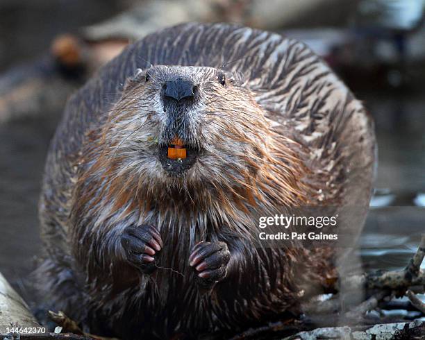 beaver - beaver stockfoto's en -beelden