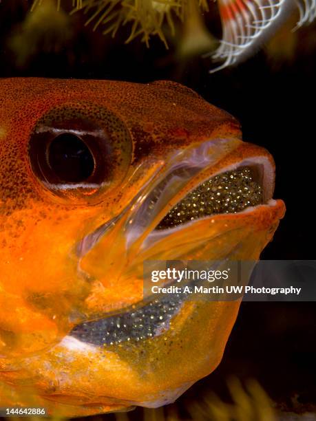 male cardinalfish - incubating stock pictures, royalty-free photos & images