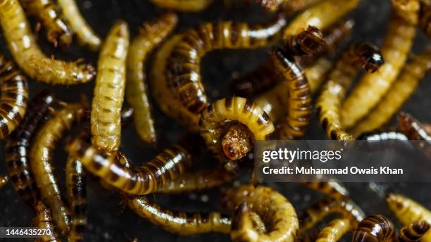 mealworm - mealworm stockfoto's en -beelden