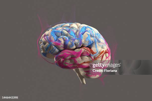 brain concept - sistema nervoso central imagens e fotografias de stock