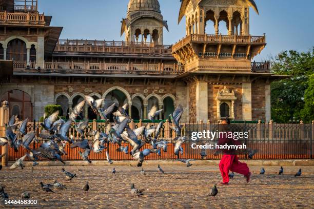 little girl playing with pigeons, jaipur, india - rajasthani youth stockfoto's en -beelden