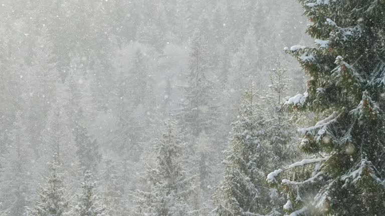 Beautiful winter scene with snow slowly falling in fir-trees forest 동영상 ...