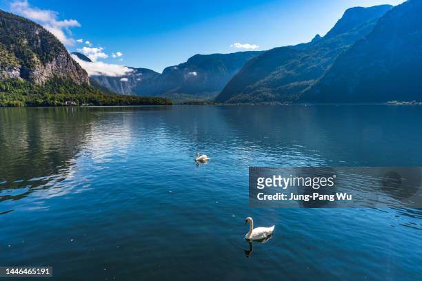 swans swimming on hallstatter see lake, austria - gmunden austria stock pictures, royalty-free photos & images
