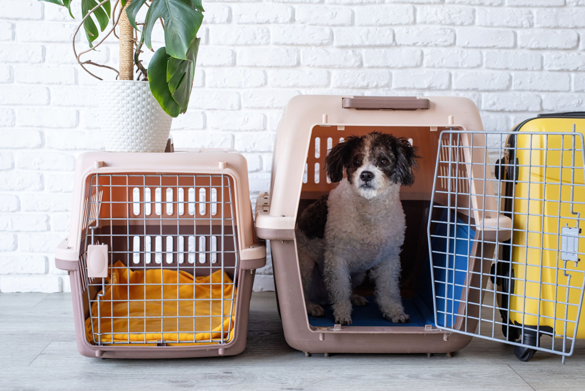 portable pet crate