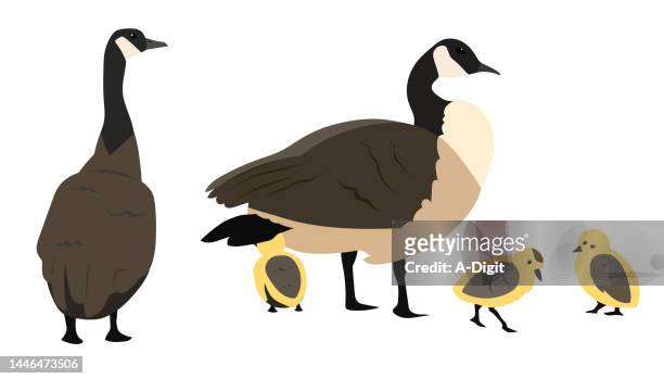 flock of canada geese - animals with webbed feet stock illustrations