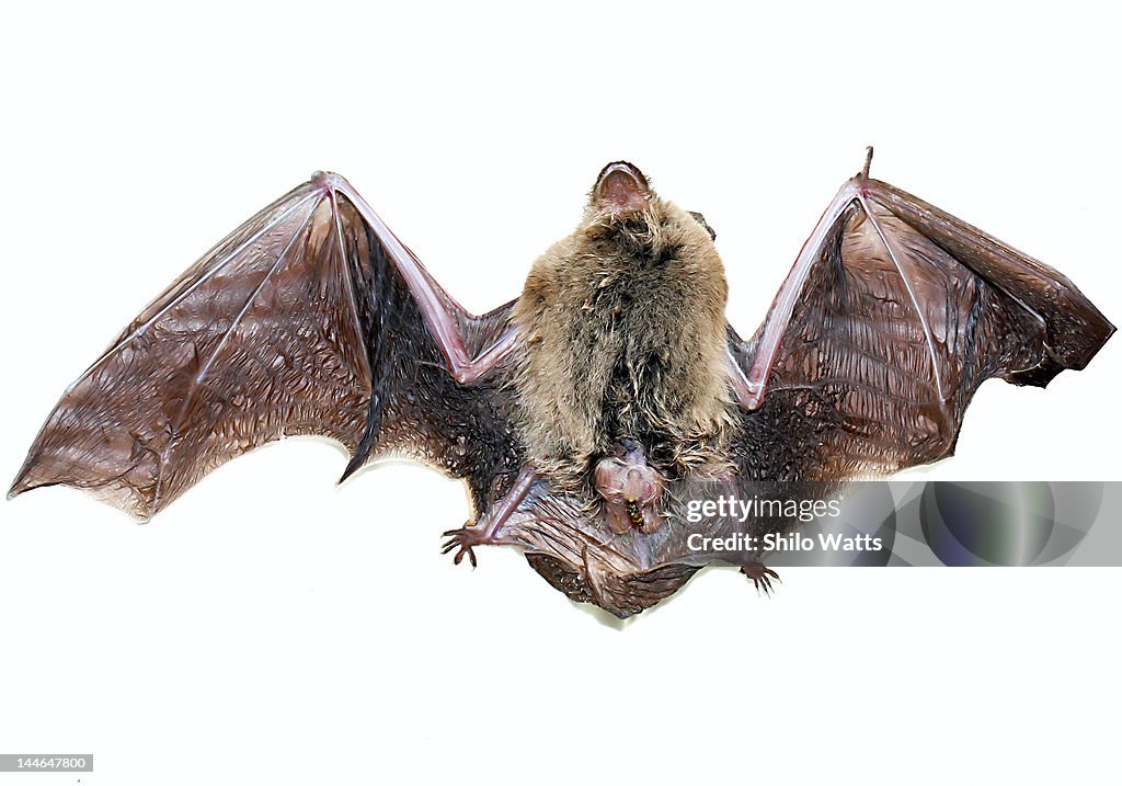 Bats in Afghanistan