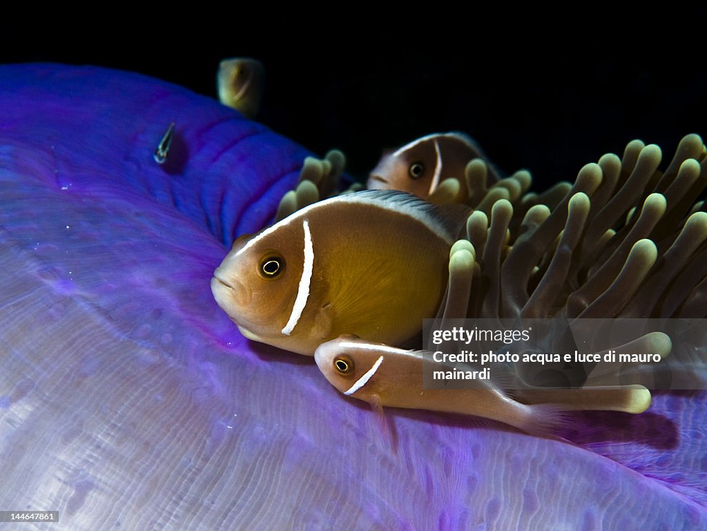 Clown fish and purple anemone