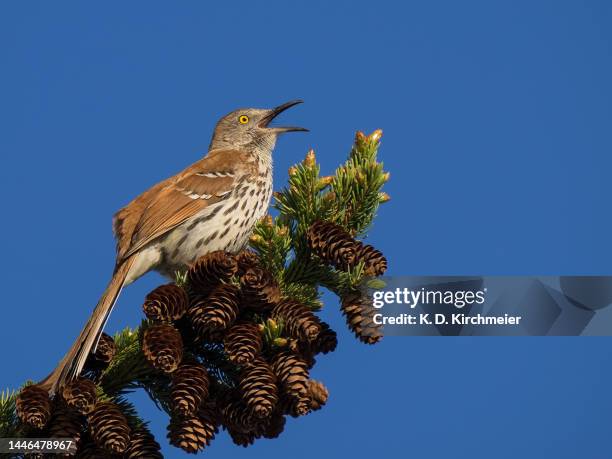 brown thrasher singing against a blue sky - sichelspötter stock-fotos und bilder