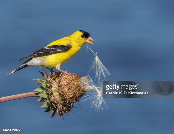 american goldfinch feeding on thistle seeds - yellow perch stock-fotos und bilder