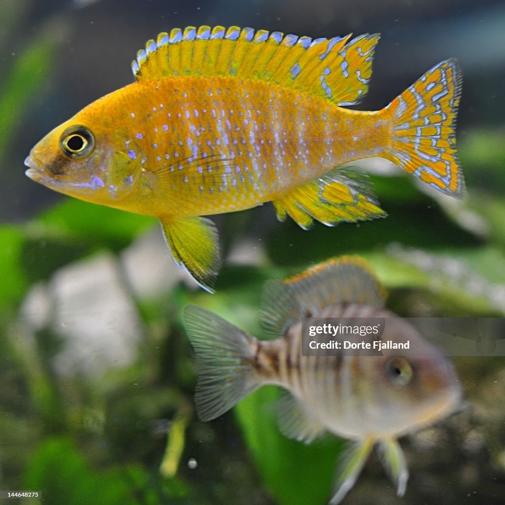 Two fish in fish tank