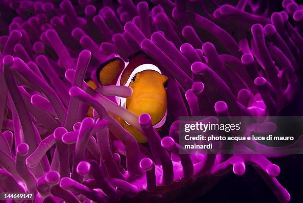 clownfish in the purple world - pesce pagliaccio di clark foto e immagini stock