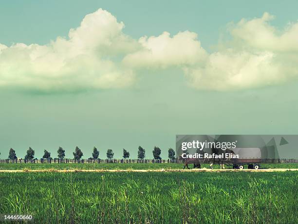 landscape with carriage - ebro delta stock pictures, royalty-free photos & images