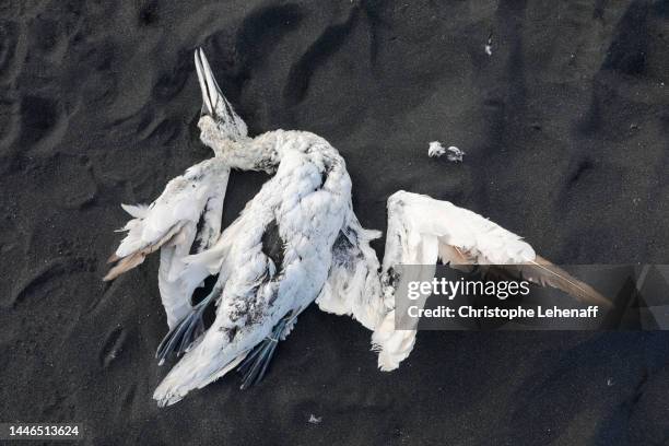 the jokulsarlon glacier lagoon, iceland - animal bone stock pictures, royalty-free photos & images