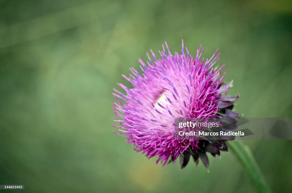 Thistle