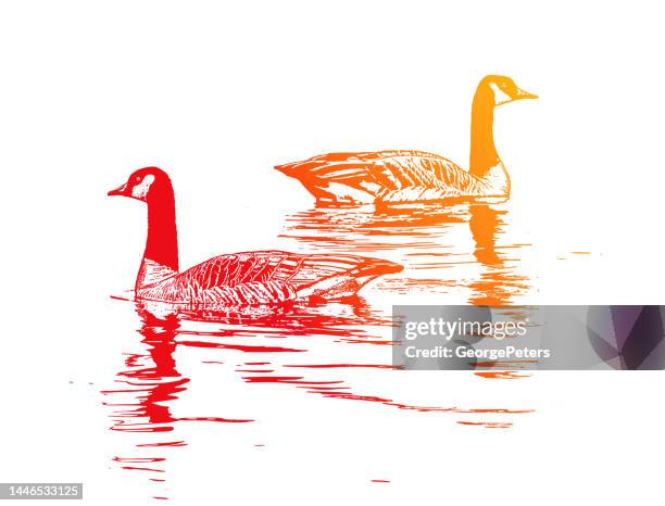canada goose floating on water - feather floating stock illustrations
