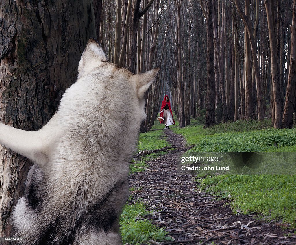 A Hiding Wolf Watches Little Red Riding Hood