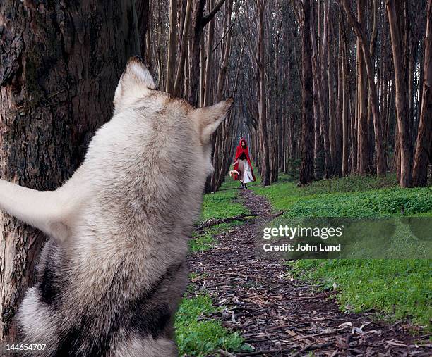 a hiding wolf watches little red riding hood - chapeuzinho vermelho criatura mítica - fotografias e filmes do acervo