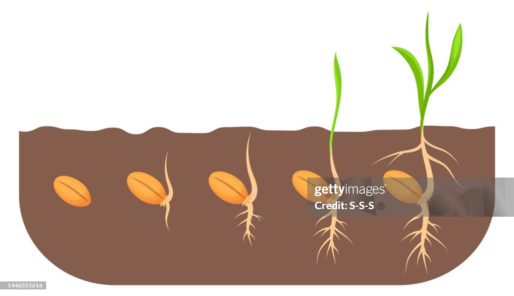 Seed Development Graph Growing Seed Stages Plant Growth Proccess In Soil Isolated On White ...