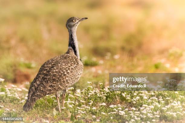 portrait of houbara canaria, typical bird of lanzarote - animal extinto fotografías e imágenes de stock