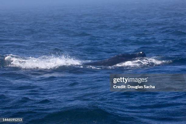 humpback whale close-up (megaptera novaeangliae) - surfacing stock pictures, royalty-free photos & images