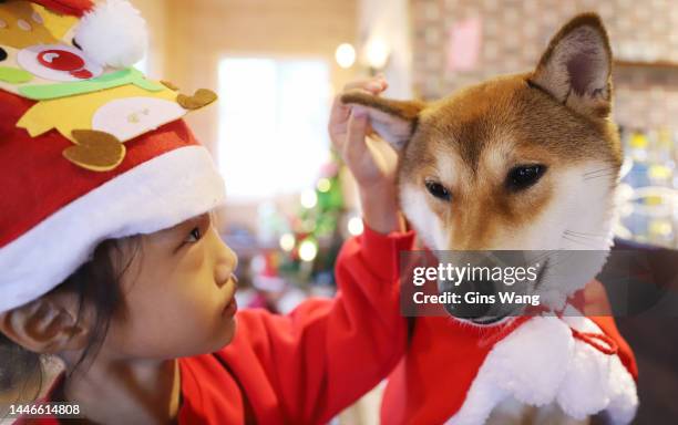 girl wearing in homemade santa hat helps pets wearing santa hat, too - shiba inu winter stock pictures, royalty-free photos & images