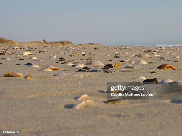 Ncsea Shells North Carolina Sea Shells Photos and Premium High Res Pictures - Getty ...