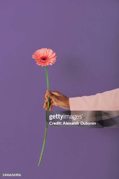 hand holding pink gerbera flower on purple background studio shot - giving flowers stock pictures, royalty-free photos & images