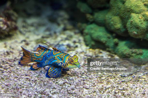 close-up of a colorful goby - trimma okinawae stock pictures, royalty-free photos & images