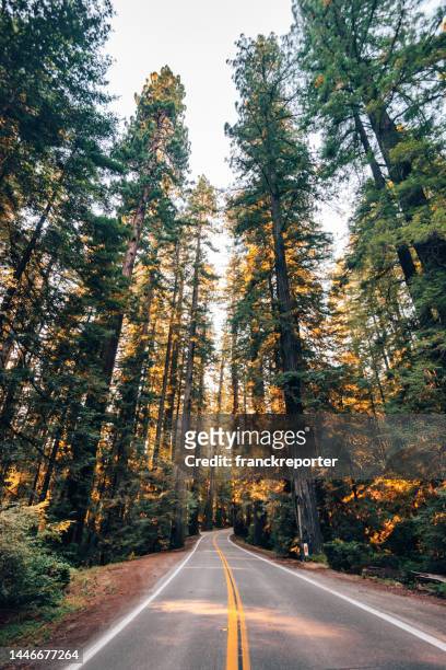en el camino en redwood - humboldt redwoods state park fotografías e imágenes de stock