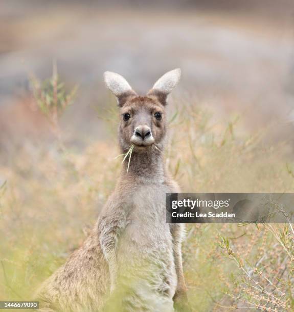 kangaroo eating grass - canguro gris fotografías e imágenes de stock