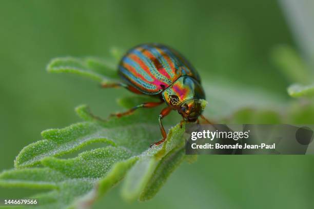 rosemary beetle ( chrysolina americana ) - chrysolina stock pictures, royalty-free photos & images