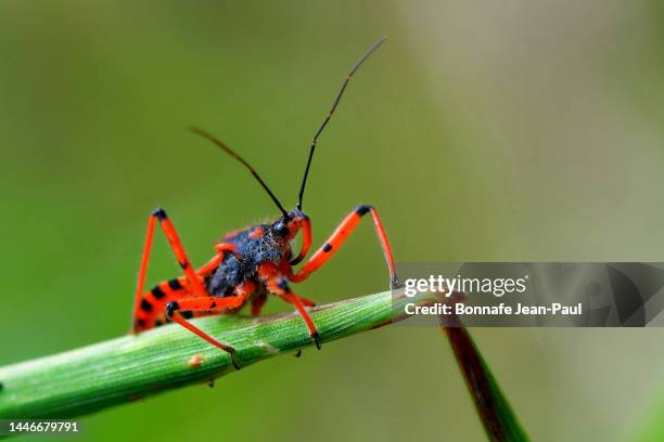 red assassin bugs - kissing bug fotografías e imágenes de stock