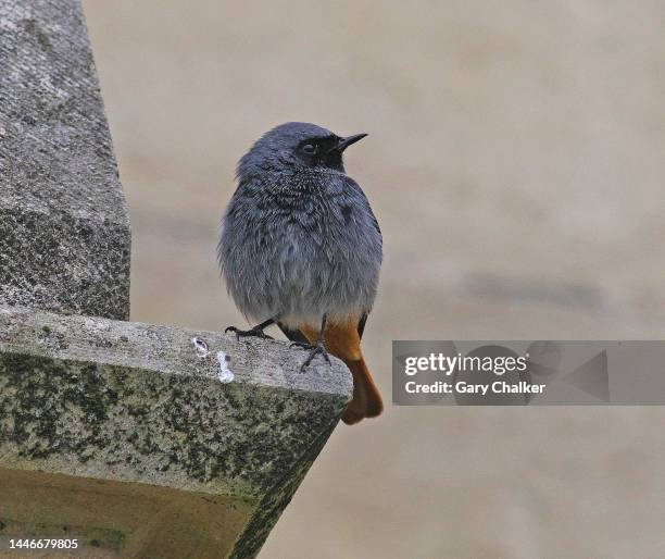 black redstart [ phoenicurus ochruros] - gloucester england stock pictures, royalty-free photos & images