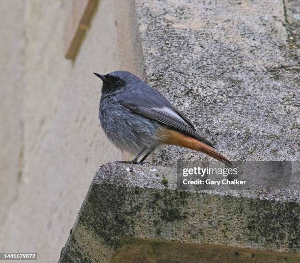 black redstart [ phoenicurus ochruros] - gloucester england stock pictures, royalty-free photos & images