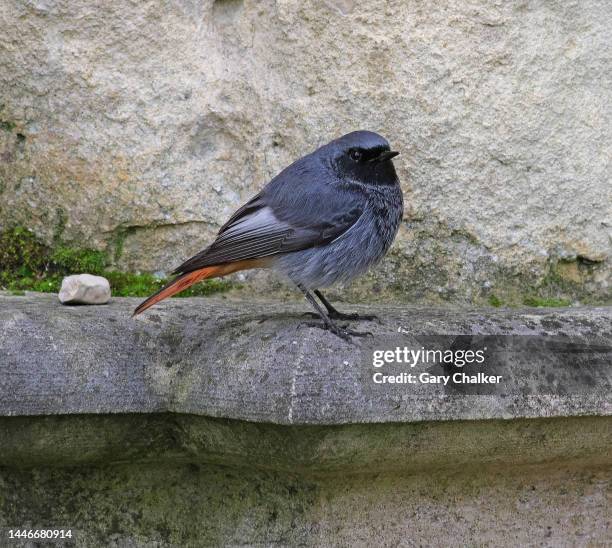 black redstart [ phoenicurus ochruros] - gloucester england stock pictures, royalty-free photos & images