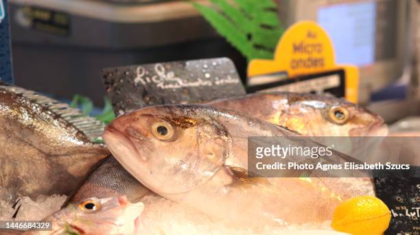 leer fish, garrick for sale at fish market.  lichia amia - lichia stockfoto's en -beelden