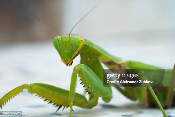 macro of a female european praying mantis, mantis religiosa. green mantis, close-up, looking into the camera. portrait, predator in the wild, on a city street. copy the space for the text. screen saver. beauty is in nature. an arthropod insect. - praying mantis head stockfoto's en -beelden