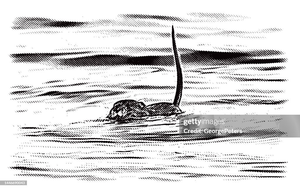 Muskrat Swimming