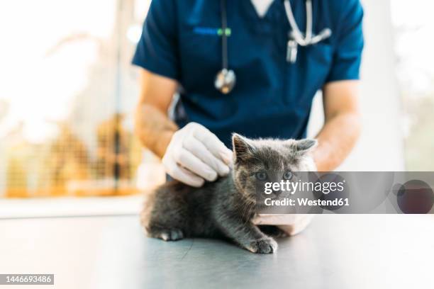 hands of veterinarian stroking and giving vaccination to kitten at clinic - vétérinaire photos et images de collection
