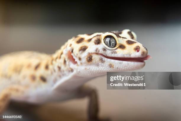 close-up of spotted leopard gecko - leopard gecko stockfoto's en -beelden