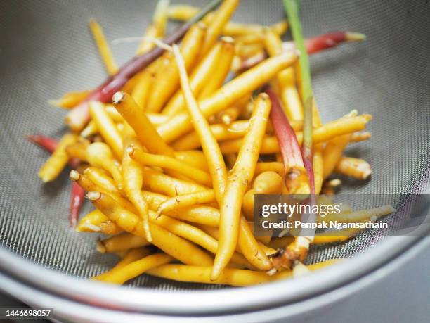 boesenbergia rotunda kaempferia cochinchinensis gagnep. kaempferia ovata roscoe, kaempferia pandurata roxb tree booming, water drink vegetable food herb thai in clear grass, covid-19 viruscorona - boesenbergia stock pictures, royalty-free photos & images