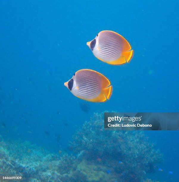 2 pesci farfalla filippini (chaetodon adiergastos) - pesce farfalla foto e immagini stock