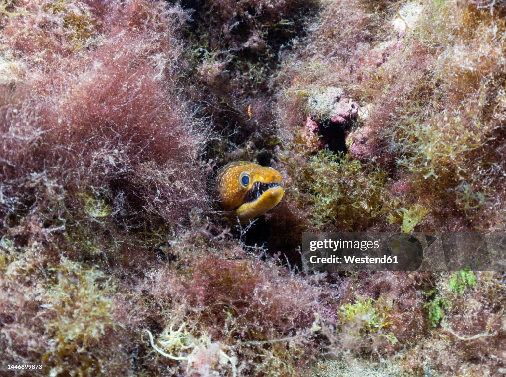 Undersea view of fangtooth moray (Enchelycore anatina) looking straight at camera