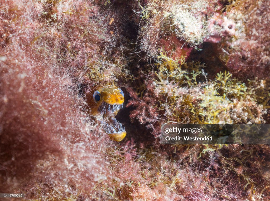 Undersea view of fangtooth moray (Enchelycore anatina) baring teeth