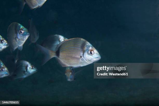 undersea view of common two-banded sea breams (diplodus vulgaris) - sea bream stock pictures, royalty-free photos & images