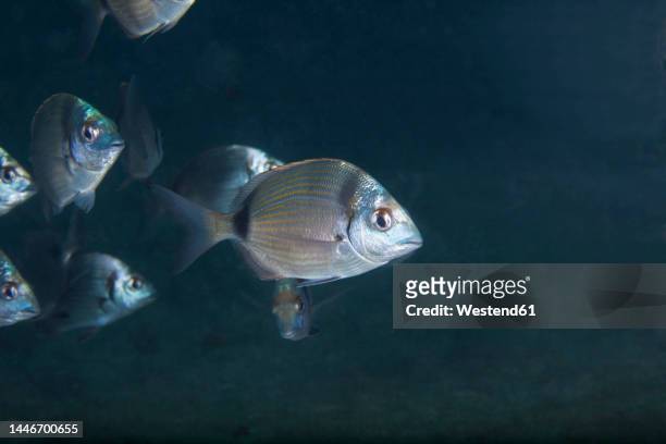 undersea view of common two-banded sea breams (diplodus vulgaris) - sea bream imagens e fotografias de stock