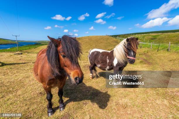 uk, scotland, two ponies standing in summer pasture - shetland pony stock pictures, royalty-free photos & images